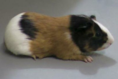 cavia2.JPG