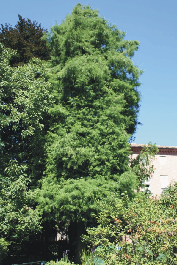 Taxodium distichum (Gymnospermae)