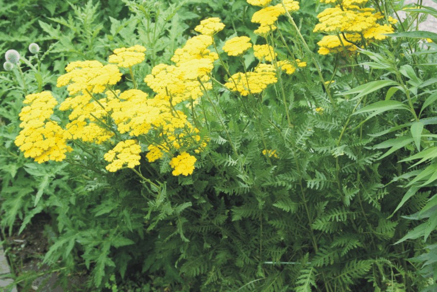 Achillea filipendulina (Rosopsida)