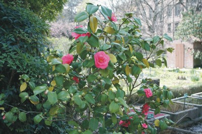 Camellia japonica (Japanese garden)