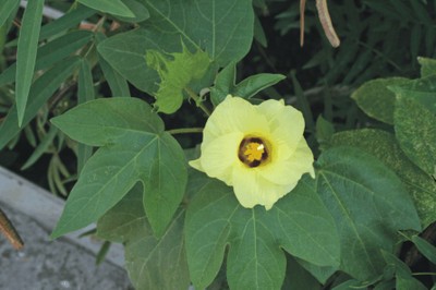 Gossypium arboreum (Exotic officinal plants)