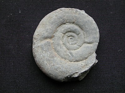 Lytoceras tripartium