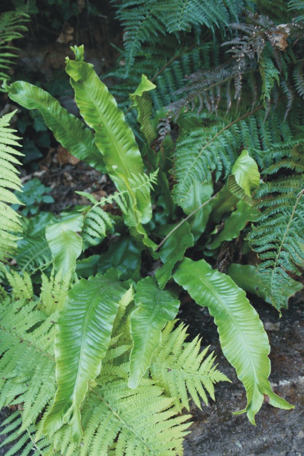 Phyllitis scolopendrium (Pteridofite)