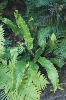 Phyllitis scolopendrium (Pteridofite) Phyllitis scolopendrium (Pteridofite)