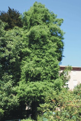 Taxodium distichum (Gimnosperme)