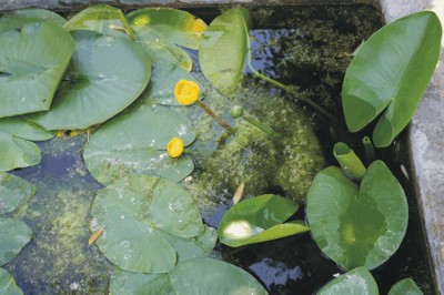 Nuphar lutea (Dicotiledoni primitive)