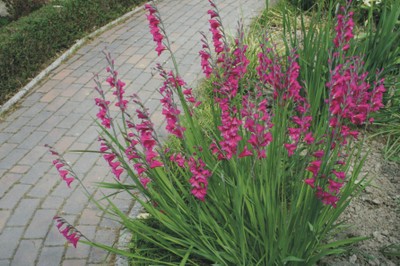 Gladiolus byzantinus (Monocotiledoni)