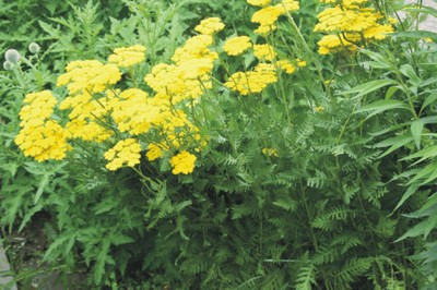 Achillea filipendulina (Dicotiledoni evolute)