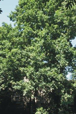 Quercus robur (Dicotiledoni arboree) Quercus robur (Dicotiledoni arboree)