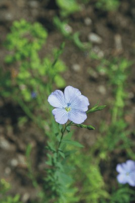 Linum usitatissimum (Piante di uso antropico) Linum usitatissimum (Piante di uso antropico)