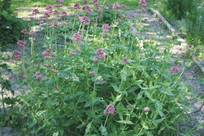 Centranthus ruber (Piante medicinali) Centranthus ruber (Piante medicinali)