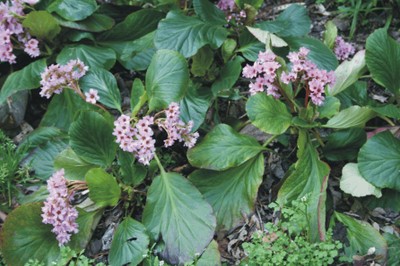Bergenia crassifolia (Piante sciafile) Bergenia crassifolia (Piante sciafile)