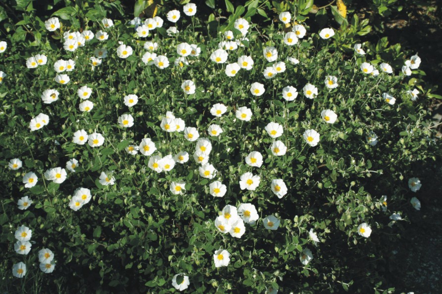 Cistus salvifolius (Giardino mediterraneo)