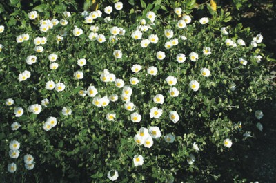 Cistus salvifolius (Giardino mediterraneo) Cistus salvifolius (Giardino mediterraneo)