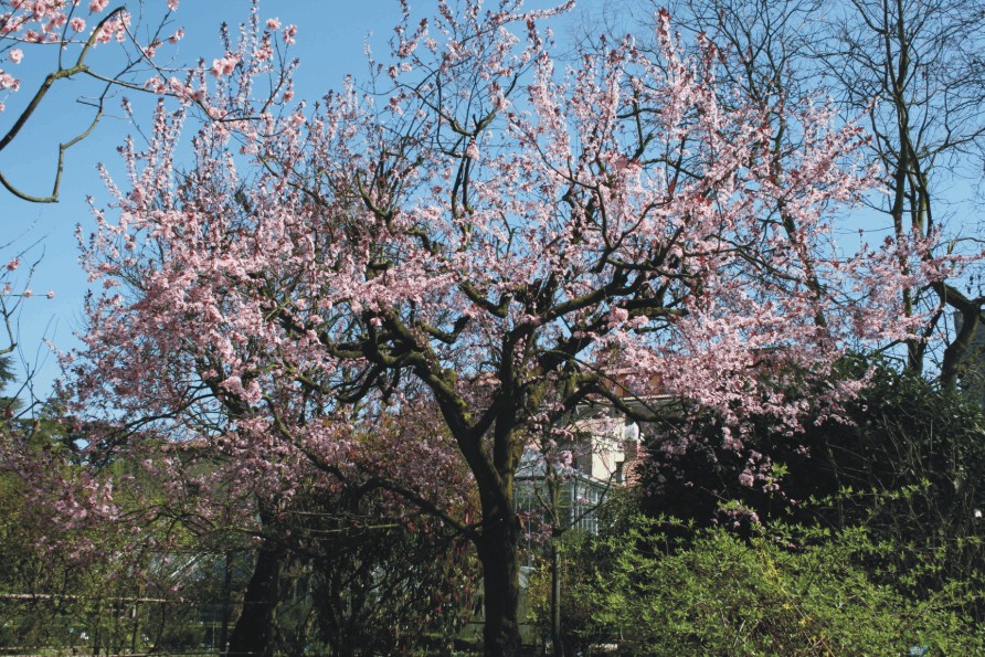 Prunus cerasifera "Pissardii" (Arboreto)