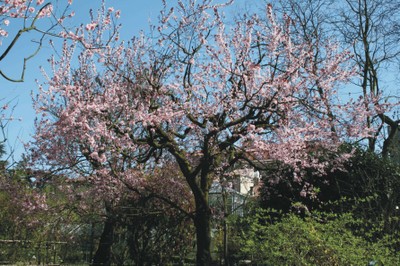 Prunus cerasifera "Pissardii" (Arboreto) Prunus cerasifera "Pissardii" (Arboreto)