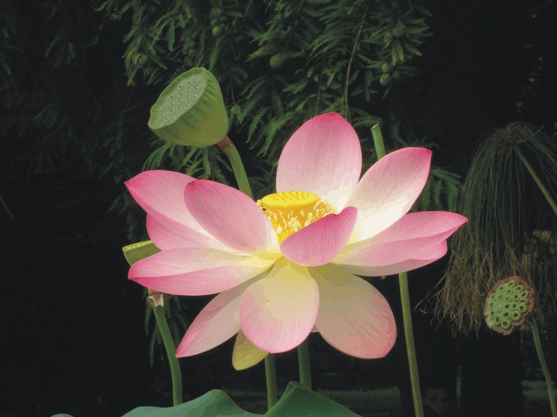 Nelumbo nucifera (Piante acquatiche) 