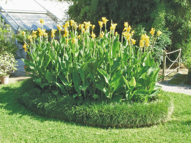 Canna sp. (Giardino italiano)