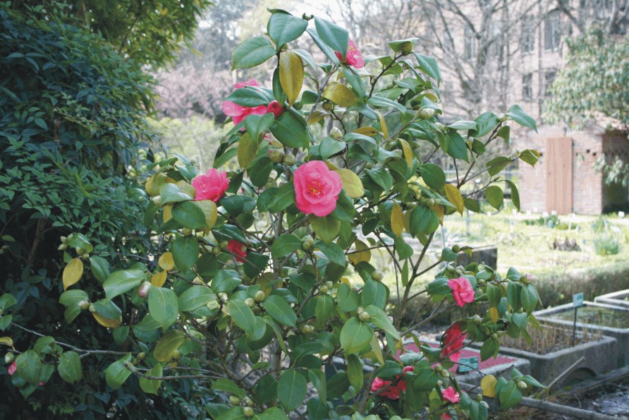 Camellia japonica (Giardino giapponese)