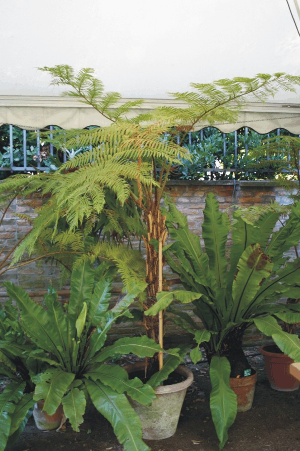 Cyathea cooperi e Asplenium nidus (Felci esotiche)