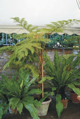 Cyathea cooperi e Asplenium nidus (Felci esotiche)