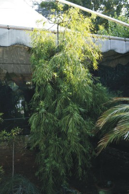 Podocarpus gracilior (Gimnosperme esotiche) Podocarpus gracilior (Gimnosperme esotiche)