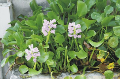 Eichhornia speciosa (Piante acquatiche esotiche) Eichhornia speciosa (Piante acquatiche esotiche)