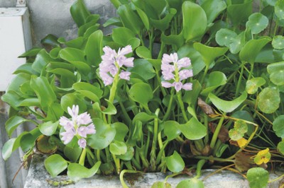 Eichhornia speciosa (Piante acquatiche esotiche)