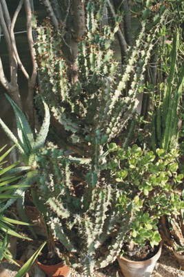 Euphorbia coerulescens (Piante succulente) Euphorbia coerulescens (Piante succulente)