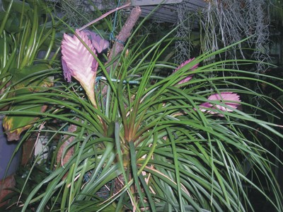 Tillandsia cyanea (Bromeliacee epifite) Tillandsia cyanea (Bromeliacee epifite)