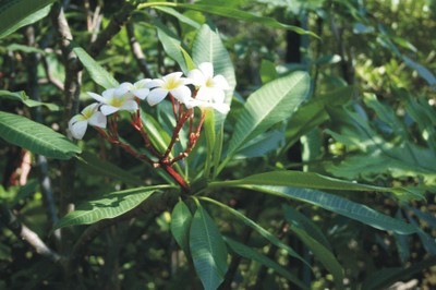 Plumeria rubra f. lutea (Piante tropicali americane) Plumeria rubra f. lutea (Piante tropicali americane)