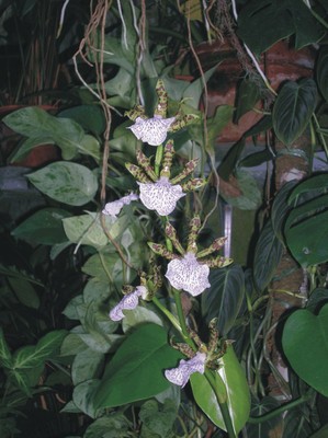 Zygopetalum intermedium (Orchidee epifite) Zygopetalum intermedium (Orchidee epifite)