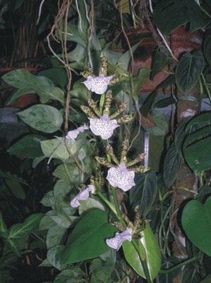 Zygopetalum intermedium (Orchidee epifite)