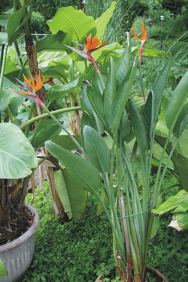 Strelitzia reginae (Aiuola dei banani) Strelitzia reginae (Aiuola dei banani)