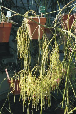 Rhipsalis capilliformis (Piante grasse epifite)