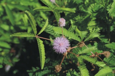 Mimosa pudica (Piante sensitive)